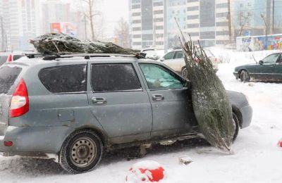 ​Жители Перми могут сдать новогодние ели на переработку