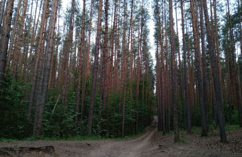 В Прикамье от клещей пострадало 327 детей