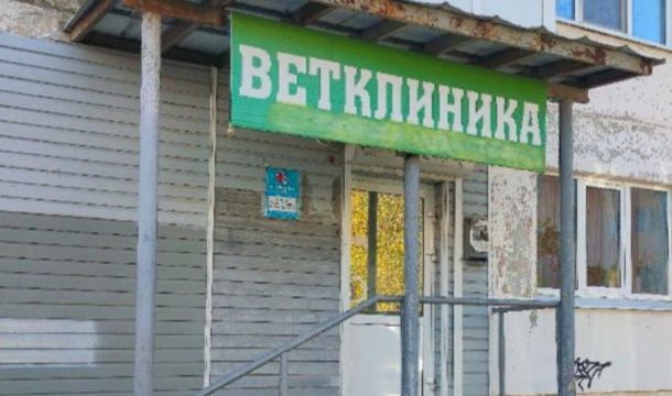 В Чусовской ветклинике нашли нарушения ветеринарных правил