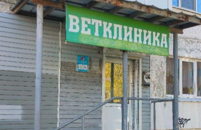В Чусовской ветклинике нашли нарушения ветеринарных правил