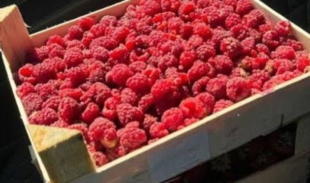 Поставки свежих ягод из Киргизии в Прикамье выросли в 1,8 раза