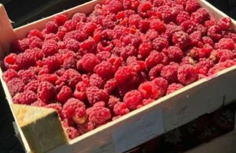 Поставки свежих ягод из Киргизии в Прикамье выросли в 1,8 раза