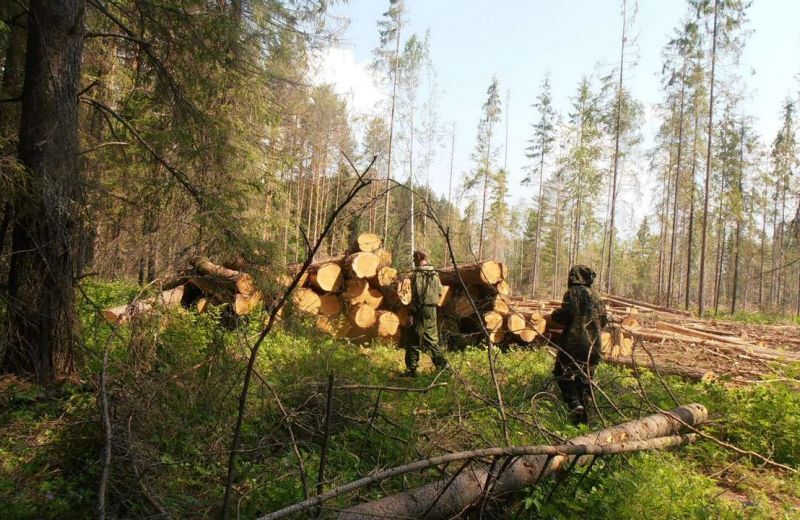 Ущерб от незаконных рубок леса, выявленных в Прикамье с начала года, оценили более чем в 96 млн рублей