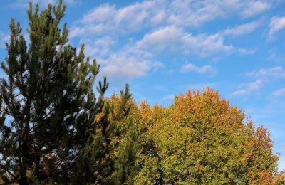 Антициклон принесет в Пермский край сухую и теплую неделю