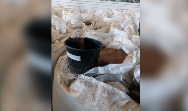 ​Пермский край экспортировал в Германию более 150 тонн семян льна