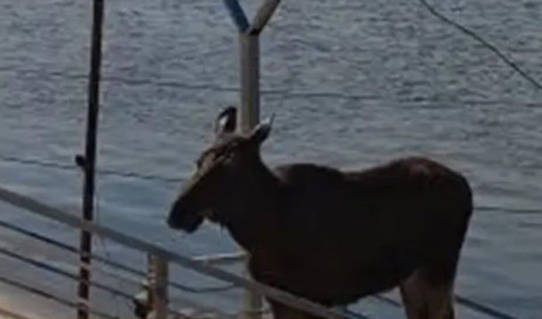 На набережной Перми спасатели и экологи проводят операцию по вывозу молодого лося из города