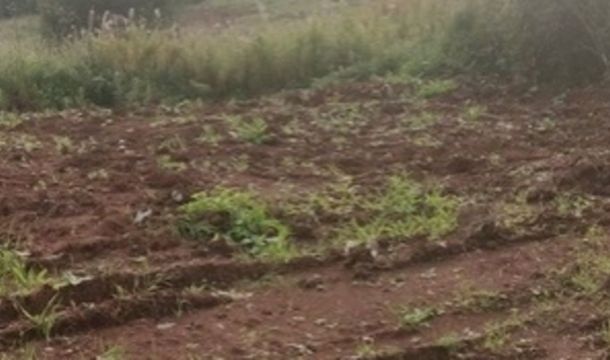 В Чернушинском округе ликвидировали свалку на сельхозземле
