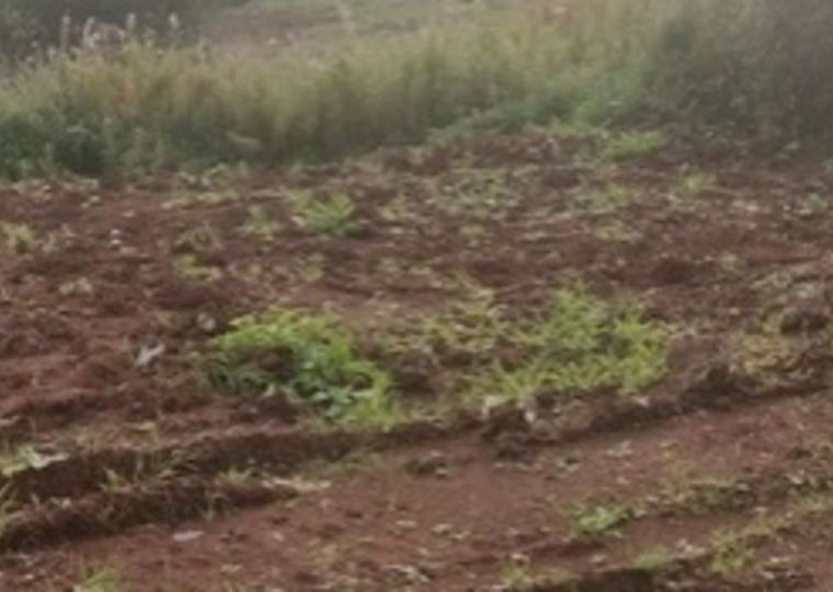 В Чернушинском округе ликвидировали свалку на сельхозземле
