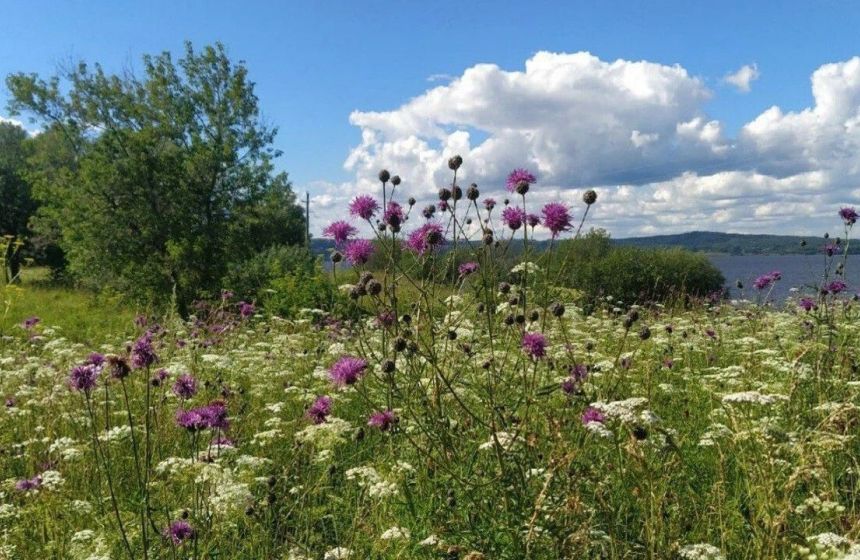 ​В Пермском крае выставят на торги семь сельхозучастков, изъятых за нецелевое использование