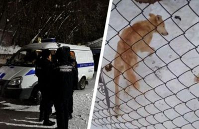 ​Прокуратура выявила многочисленные нарушения в деятельности пермского Фонда помощи животным