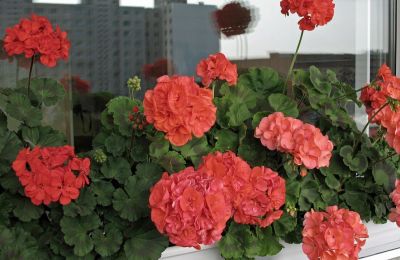 Как пеларгония из символа мещанства стала народным цветком