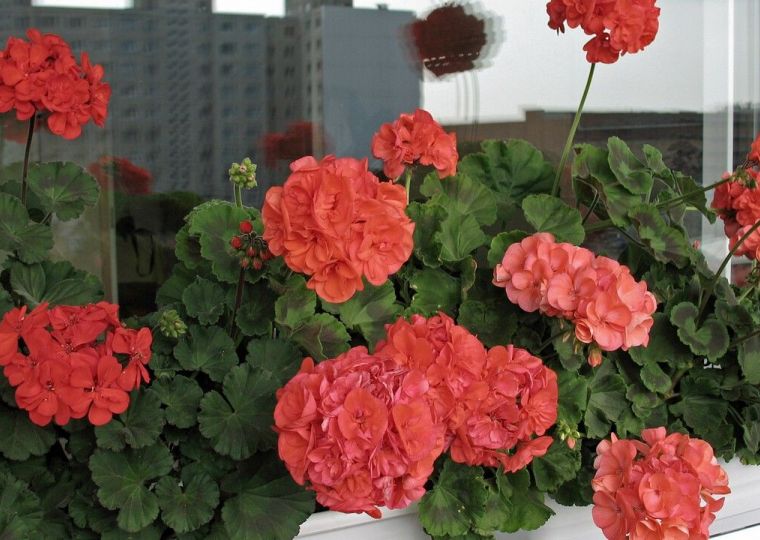 Как пеларгония из символа мещанства стала народным цветком