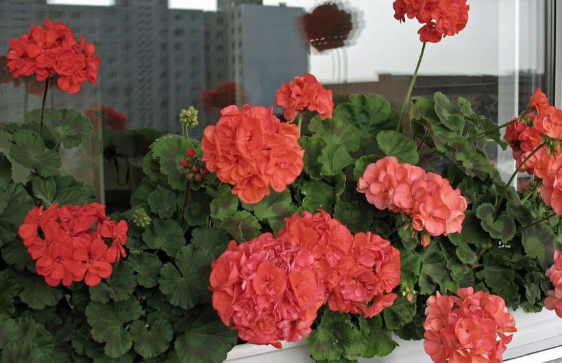 Как пеларгония из символа мещанства стала народным цветком