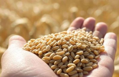 ​В Пермском крае выявили массовые нарушения при декларировании зерна