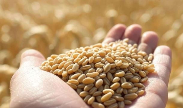 В Прикамье в 2026 году более тысячи тонн зерна продали с нарушениями