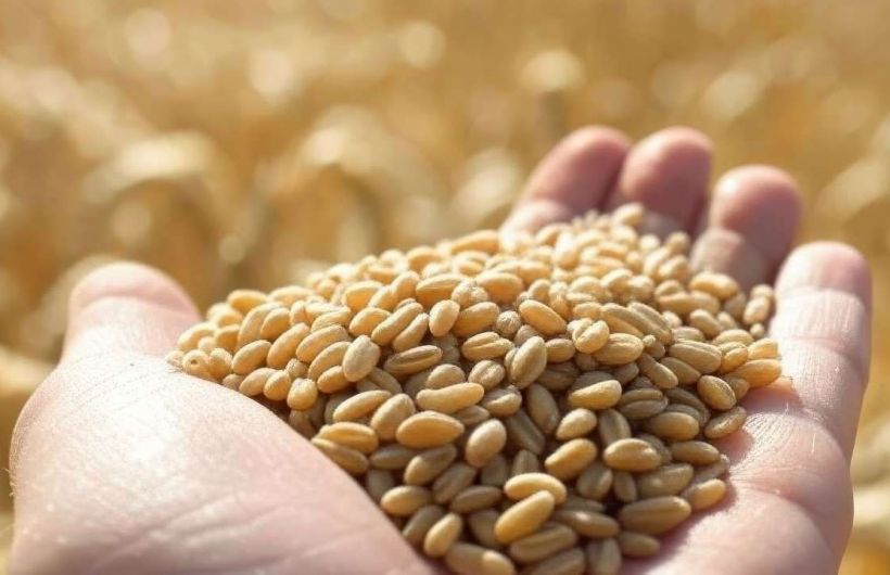 В Прикамье в 2026 году более тысячи тонн зерна продали с нарушениями