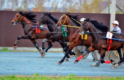 В Пермском районе пройдут всероссийские соревнования лошадей рысистых пород