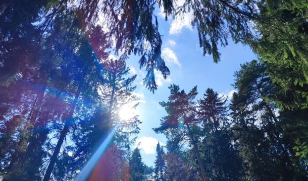 В 2025 году в Прикамье восстановили рекордную площадь лесов