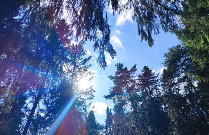 В 2025 году в Прикамье восстановили рекордную площадь лесов