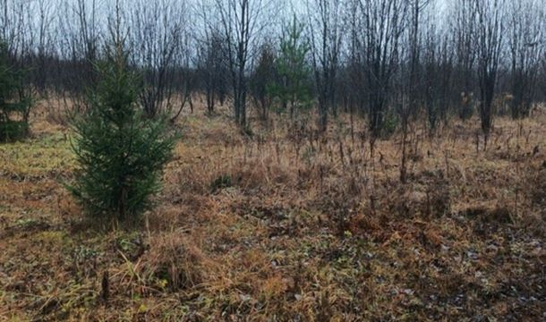 ​В Чусовском округе у собственника изъяли 9 гектаров сельхозземли