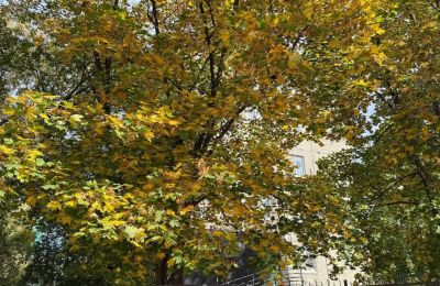Пермь встретила середину октября с рекордными +19,1 градуса