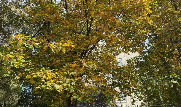 Пермь встретила середину октября с рекордными +19,1 градуса