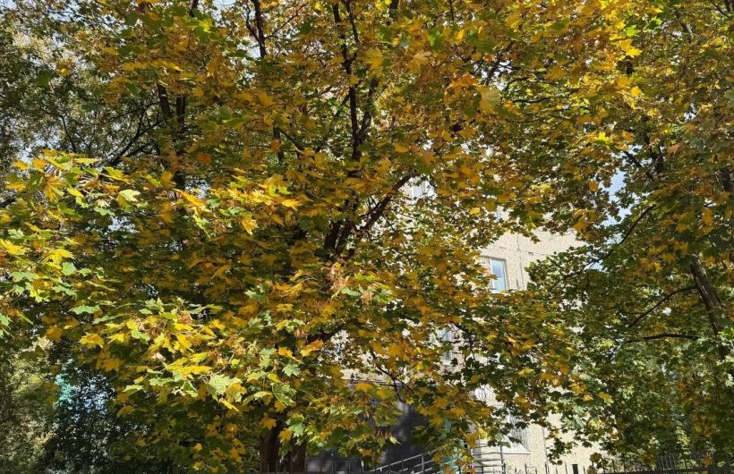 Пермь встретила середину октября с рекордными +19,1 градуса