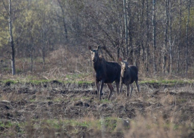 Домовые воробьи исчезают, бакланы и бобры осваивают город: реальная фауна Перми