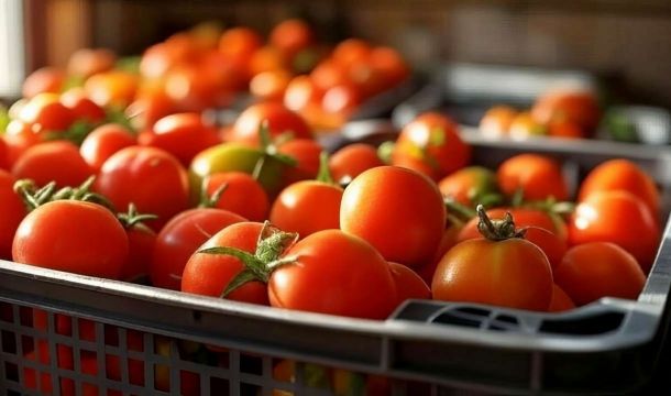 ​Ввоз свежих томатов из Казахстана в Прикамье вырос на 40%