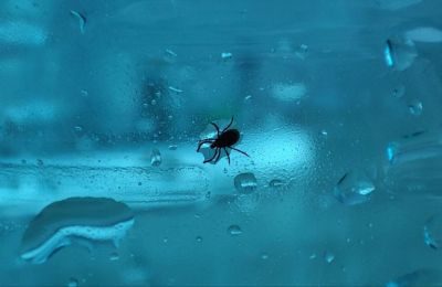 ​Более 270 жителей Прикамья обратились к врачам после укусов клещей с начала сезона