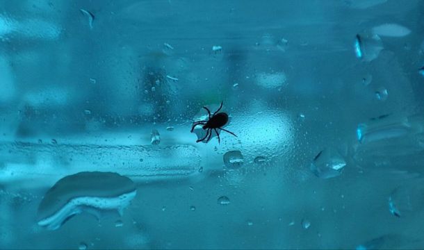 ​Более 270 жителей Прикамья обратились к врачам после укусов клещей с начала сезона