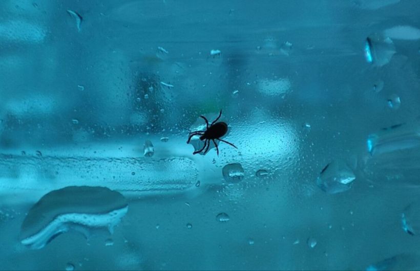 ​Более 270 жителей Прикамья обратились к врачам после укусов клещей с начала сезона