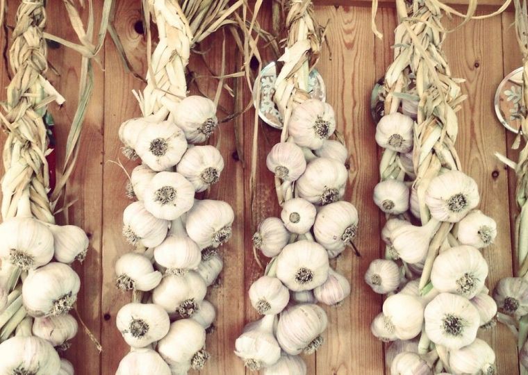 Полезные советы: как сохранить в домашних условиях семена и чеснок