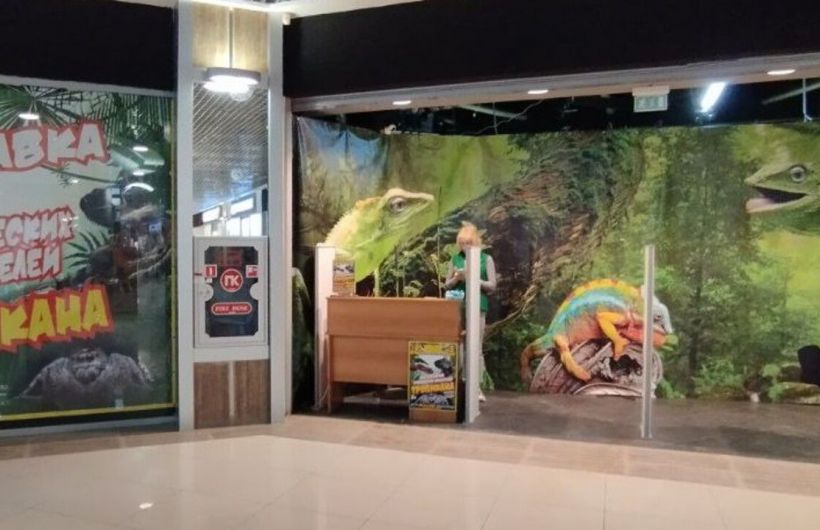 ​Пермского предпринимателя оштрафовали за показ пауков без лицензии и ветеринарных документов