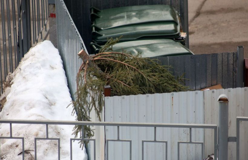 Куда можно отнести ставшую ненужной новогоднюю ель