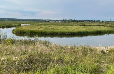 Ученые ПГНИУ помогут создать зеленый каркас Березников на месте водохранилища