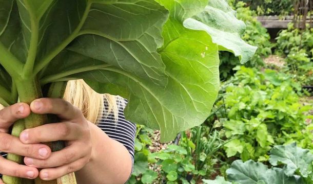 Знакомьтесь, ревень: как рассадить овощ, давно заменяющий нам фрукты