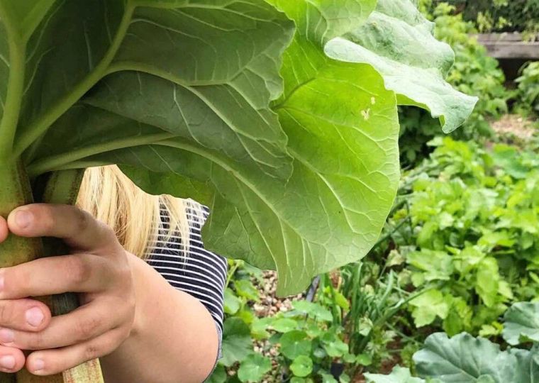 Знакомьтесь, ревень: как рассадить овощ, давно заменяющий нам фрукты