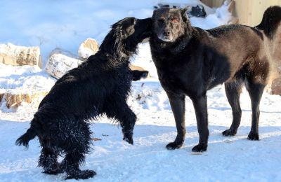 ​Тузик едет в отель: куда пристроить в Перми домашнего питомца на время новогоднего отдыха