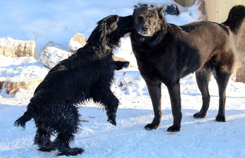 ​Тузик едет в отель: куда пристроить в Перми домашнего питомца на время новогоднего отдыха