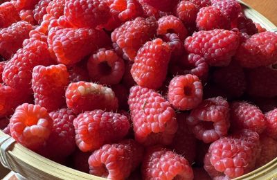 ​От теплицы до баночки: как фермеры Прикамья делают ягоды круглогодичным товаром