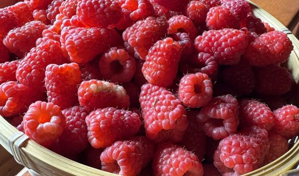 ​От теплицы до баночки: как фермеры Прикамья делают ягоды круглогодичным товаром