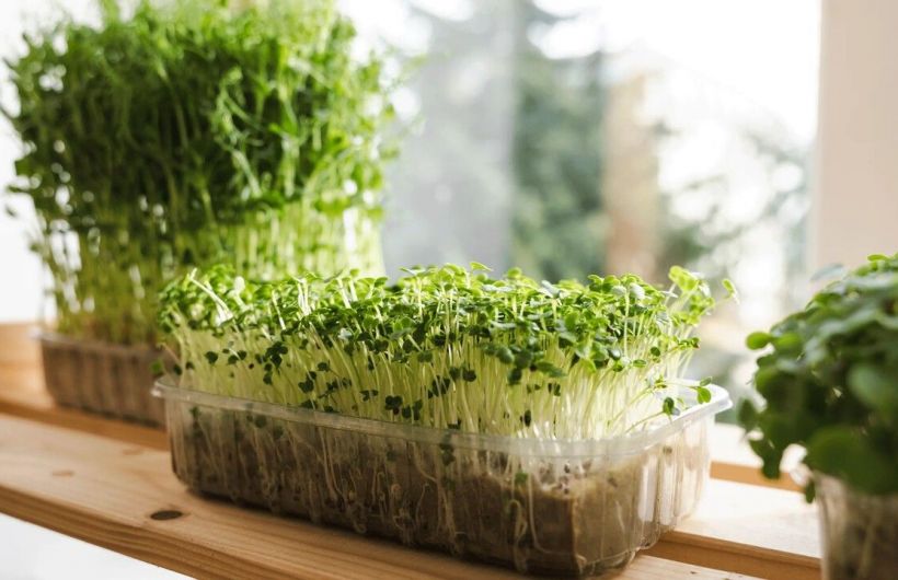 Вырастить витаминную микрозелень может даже новичок в огородных делах
