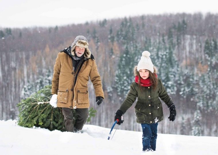 ​Рассказываем, как продлить жизнь новогоднему дереву​