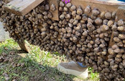 Да хотя бы улитки! Прикамье наращивает экспортные направления, не забывая про внутренний рынок